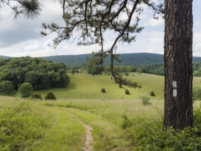 Footpath and tree with trail marker in grassy meadow
Newport, Virginia, USA