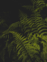 Close-up of green fern leaves
Pembroke, Virginia, USA