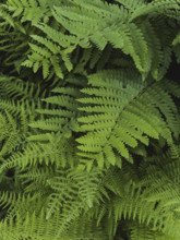 Close-up of green fern leaves
Pembroke, Virginia, USA