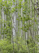 Aspen trees with fresh green leaves in forest
Telluride, Colorado, USA