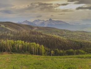 Forest and San Juan Mountains at sunset
Telluride, Colorado, USA