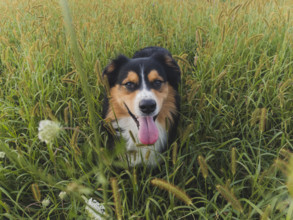 Australian Shepard sitting in tall grass
Blacksburg, Virginia, USA