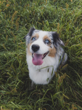 Australian Shepard sitting in tall grass
Blacksburg, Virginia, USA