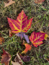 Overhead view of red maple leaves on grass
Blacksburg, Virginia, USA