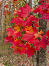 Red maple leaves in forest
Blacksburg, Virginia, USA