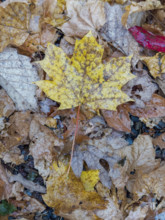 Overhead view of autumn maple leaves
Blacksburg, Virginia, USA