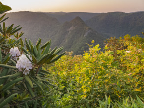 Forested mountains with blooming rhododendron in foreground
Meadows of Dan, Virginia, USA