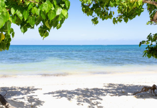 Calm sea and sandy beach with green leaves in foreground
Rose Hall, Montego Bay, Jamaica