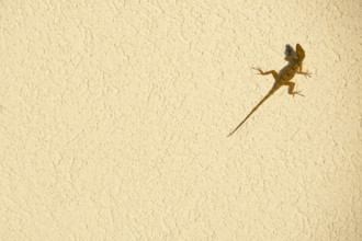 Common House Gecko on yellow wall
St. John, US Virgin Islands, USA