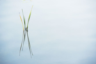 Cattail reeds reflected in still lake surface
Stillwater, New Jersey, USA