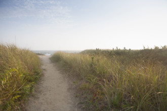 Marram grass and sandy path to Madaket Beach
Nantucket, Massachusetts, USA