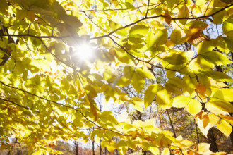 Bright sun shining through Beech tree leaves in autumn
Chatham, New Jersey, USA