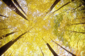 Forest canopy in autumn seen from below
Morristown, New Jersey, USA