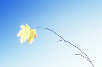 The last yellow Norway Maple leaf on branch against clear blue sky
Chatham, New Jersey, USA