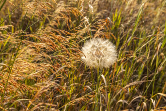 Close-up of single dandelion growing in grassy field