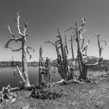 USA, Oregon, Crater Lake, Dead trees by Crater lake, black and white