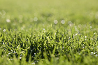 Close-up of fresh green grass