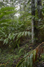 Guatemala, Large cardamom leaves in rain forest