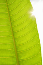 Sun shining behind Plumeria leaf