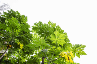 Low angle view of Papaya tree