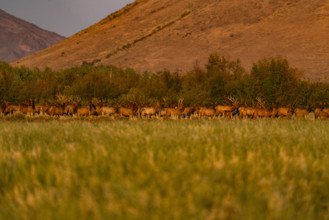 USA, Idaho, Bellevue, Large hers of elk in grassy meadow