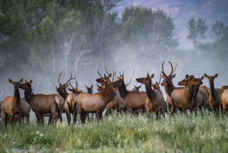 USA, Idaho, Bellevue, Large hers of elk in grassy meadow