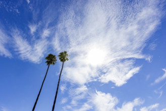 USA, California, San Luis Obispo, Low angle view of two tall palm trees against sky