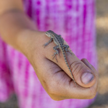 Close-up of small lizard on girls hand