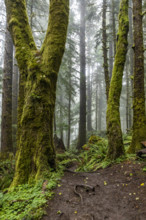 USA, Oregon, Cannon Beach, Dense coastal redwood forest