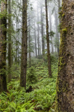 USA, Oregon, Cannon Beach, Dense coastal redwood forest