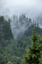 USA, Oregon, Cannon Beach, Clouds and fog rising above forest