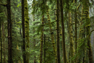 USA, Oregon, Cannon Beach, Dense coastal redwood forest