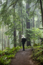USA, Oregon, Cannon Beach, Senior female hiker on coastal trail through redwood forest