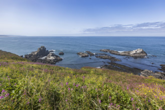 USA, Oregon, Newport, Rocks and wildflowers at Yaquina Head Outstanding Natural Area