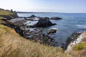 USA, Oregon, Newport, Rocks and wildflowers at Yaquina Head Outstanding Natural Area
