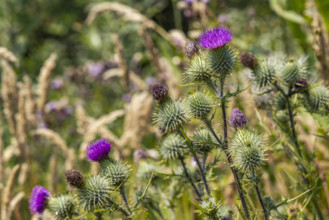 Close-up of green and purple thistles