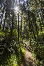 USA, Oregon, Brookings, Sun shining through trees on coastal hiking trail