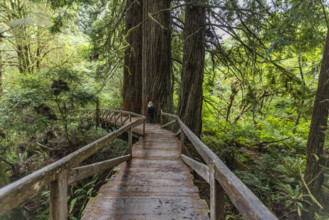 USA, California, Crescent City, Female hiker on footbridge in redwood forest