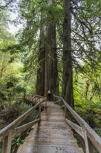 USA, California, Crescent City, Female hiker on footbridge in redwood forest