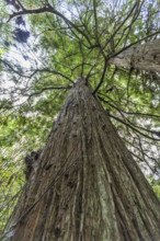 USA, California, Crescent City, Low angle view of tall redwood trees