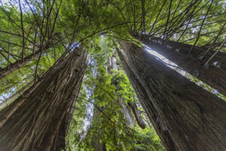 USA, California, Crescent City, Low angle view of tall redwood trees