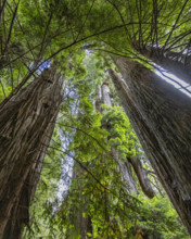 USA, California, Crescent City, Low angle view of tall redwood trees