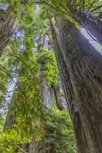 USA, California, Crescent City, Low angle view of tall redwood trees