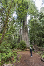 USA, California, Crescent City, Female hiker on footpath in redwood forest