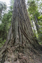 USA, California, Crescent City, Low angle view of tall redwood trees