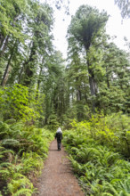 USA, California, Crescent City, Rear view of female hiker on footpath in redwood forest