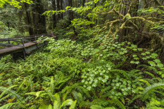 USA, California, Crescent City, Wooden footbridge, redwood trees and ferns