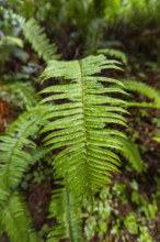 USA, California, Crescent City, Fern frond in redwood forest