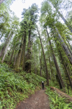 USA, California, Crescent City, Female hiker with raised arms on footpath in redwood forest