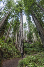 USA, California, Crescent City, Female hiker on footpath in redwood forest